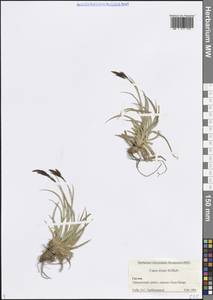 Carex tristis M.Bieb., Caucasus, Georgia (K4) (Georgia)