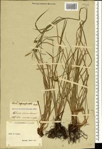 Carex depauperata Curtis ex Woodw., Crimea (KRYM) (Russia)