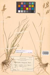 Deschampsia cespitosa subsp. cespitosa, Siberia, Russian Far East (S6) (Russia)