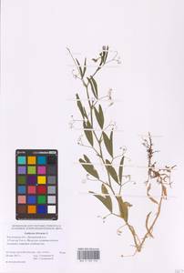 Lathyrus hirsutus L., Eastern Europe, Rostov Oblast (E12a) (Russia)