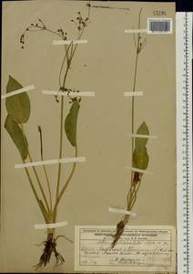 Alisma plantago-aquatica L., Eastern Europe, Volga-Kama region (E7) (Russia)