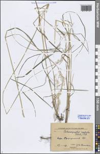 Achnatherum calamagrostis (L.) P.Beauv., Siberia, Altai & Sayany Mountains (S2) (Russia)