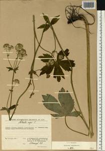 Astrantia major L., Eastern Europe, West Ukrainian region (E13) (Ukraine)