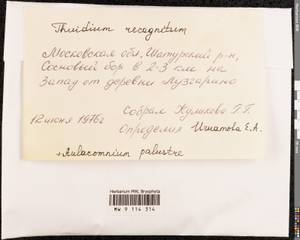 Aulacomnium palustre (Hedw.) Schwägr., Bryophytes, Bryophytes - Moscow City & Moscow Oblast (B6a) (Russia)