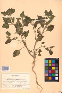 MHA 0 158 767, Solanum nigrum L., Eastern Europe, Lower Volga region (E9) (Russia)
