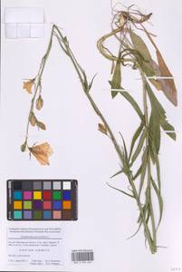 Campanula persicifolia L., Eastern Europe, Moscow region (E4a) (Russia)