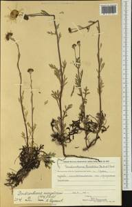 Chrysanthemum mongolicum Y. Ling, Siberia, Chukotka & Kamchatka (S7) (Russia)