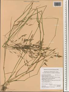 Achnatherum miliaceum (L.) P.Beauv., South Asia, South Asia (Asia outside ex-Soviet states and Mongolia) (ASIA) (Cyprus)