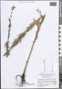 Oenothera villosa subsp. villosa, Eastern Europe, Middle Volga region (E8) (Russia)