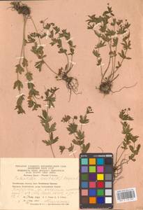 Potentilla erecta (L.) Raeusch., Eastern Europe, Eastern region (E10) (Russia)