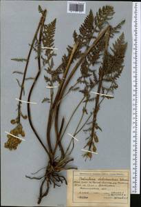 Pedicularis dolichorhiza Schrenk, Middle Asia, Northern & Central Tian Shan (M4) (Kyrgyzstan)