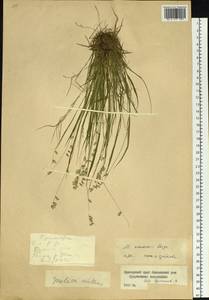 Melica grandiflora Koidz., Siberia, Russian Far East (S6) (Russia)