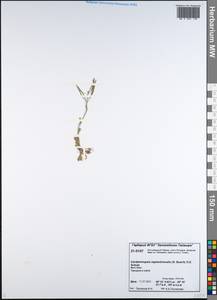 Arabidopsis septentrionalis (N. Busch) D. A. German, Siberia, Central Siberia (S3) (Russia)