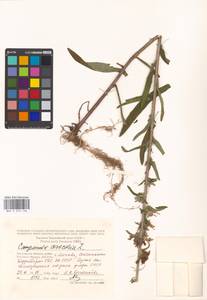 Campanula cervicaria L., Eastern Europe, Moscow region (E4a) (Russia)