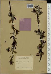 Salix ×laurina Sm., Eastern Europe, Central region (E4) (Russia)