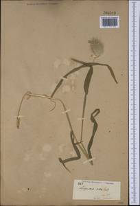 Lagurus ovatus L., Botanic gardens and arboreta (GARD) (Not classified)