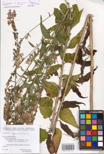 Campanula × spryginii Saksonov, Tzvelev & Bot.Zhurn., Eastern Europe, Central forest-and-steppe region (E6) (Russia)