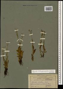 Myosotis lithospermifolia (Willd.) Hornem., Caucasus, Armenia (K5) (Armenia)
