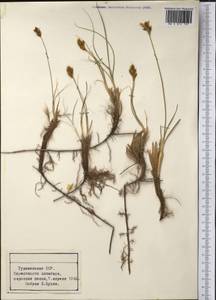 Carex, Middle Asia, Karakum (M6) (Turkmenistan)