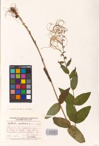 Epilobium montanum L., Eastern Europe, Eastern region (E10) (Russia)