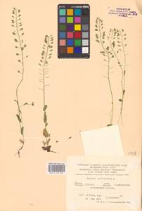 Microthlaspi perfoliatum (L.) F.K.Mey., Eastern Europe, Central forest-and-steppe region (E6) (Russia)