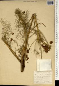 Prangos ferulacea (L.) Lindl., South Asia, South Asia (Asia outside ex-Soviet states and Mongolia) (ASIA) (Turkey)