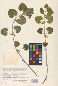 MHA 0 155 809, Glechoma hederacea L., Eastern Europe, Western region (E3) (Russia)