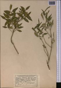 Euonymus semenovii Regel & Herder, Middle Asia, Western Tian Shan & Karatau (M3) (Kyrgyzstan)