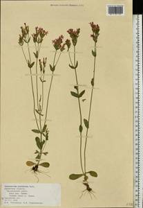 Centaurium erythraea, Eastern Europe, Central region (E4) (Russia)