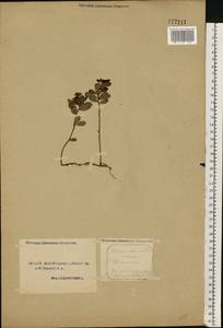 Vaccinium vitis-idaea L., Eastern Europe, Northern region (E1) (Russia)