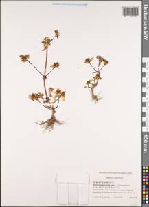 Bidens tripartita L., Siberia, Western Siberia (S1) (Russia)