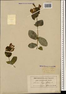 Lonicera caprifolium L., Caucasus, Abkhazia (K4a) (Abkhazia)