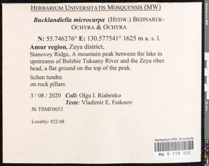 Bucklandiella microcarpos (Hedw.) Bedn.-Ochyra & Ochyra, Bryophytes, Bryophytes - Russian Far East (excl. Chukotka & Kamchatka) (B20) (Russia)