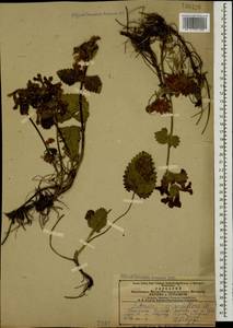Betonica macrantha K.Koch, Caucasus, Azerbaijan (K6) (Azerbaijan)