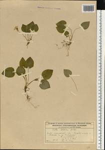 Viola selkirkii Pursh ex Goldie, Eastern Europe, Moscow region (E4a) (Russia)