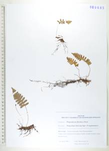Polypodium sibiricum Sipliv., Siberia, Russian Far East (S6) (Russia)