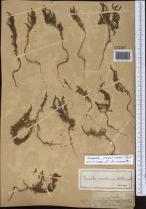 Suaeda prostrata Pall., Middle Asia, Muyunkumy, Balkhash & Betpak-Dala (M9) (Kazakhstan)