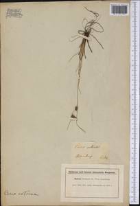 Carex extensa Gooden., America (AMER)