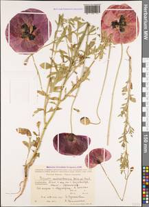 Papaver macrostomum Boiss. & A. Huet ex Boiss., Caucasus, Azerbaijan (K6) (Azerbaijan)