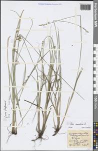 Juncus filiformis L., Eastern Europe, Central forest region (E5) (Russia)