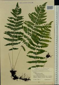 Thelypteris palustris (Salisb.) Schott, Eastern Europe, Latvia (E2b) (Latvia)