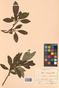 Salix kalarica (A. K. Skvortsov) Vorosch., Siberia, Russian Far East (S6) (Russia)