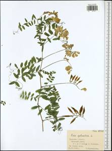 Vicia sylvatica L., Eastern Europe, Central region (E4) (Russia)