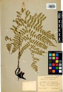 Diplazium sibiricum (Turcz. ex Kunze) Sa.Kurata, Siberia, Baikal & Transbaikal region (S4) (Russia)