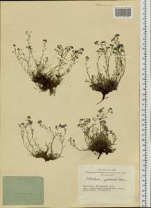 Eritrichium jenisseense, Siberia, Altai & Sayany Mountains (S2) (Russia)