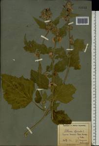 Althaea officinalis L., Eastern Europe, North Ukrainian region (E11) (Ukraine)