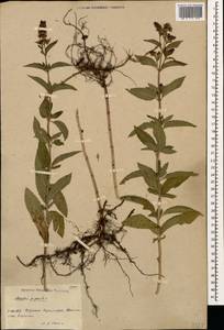 Mentha × piperita L., Caucasus, Armenia (K5) (Armenia)