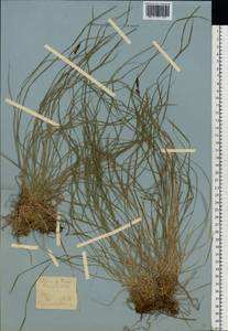 Carex montana L., Eastern Europe, Moscow region (E4a) (Russia)