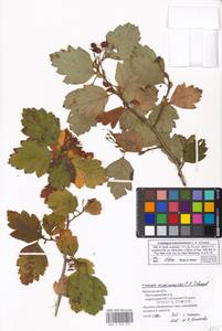 Crataegus maximowiczii C. K. Schneid., Eastern Europe, Moscow region (E4a) (Russia)