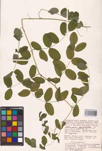 Astragalus glycyphyllos L., Eastern Europe, Lower Volga region (E9) (Russia)